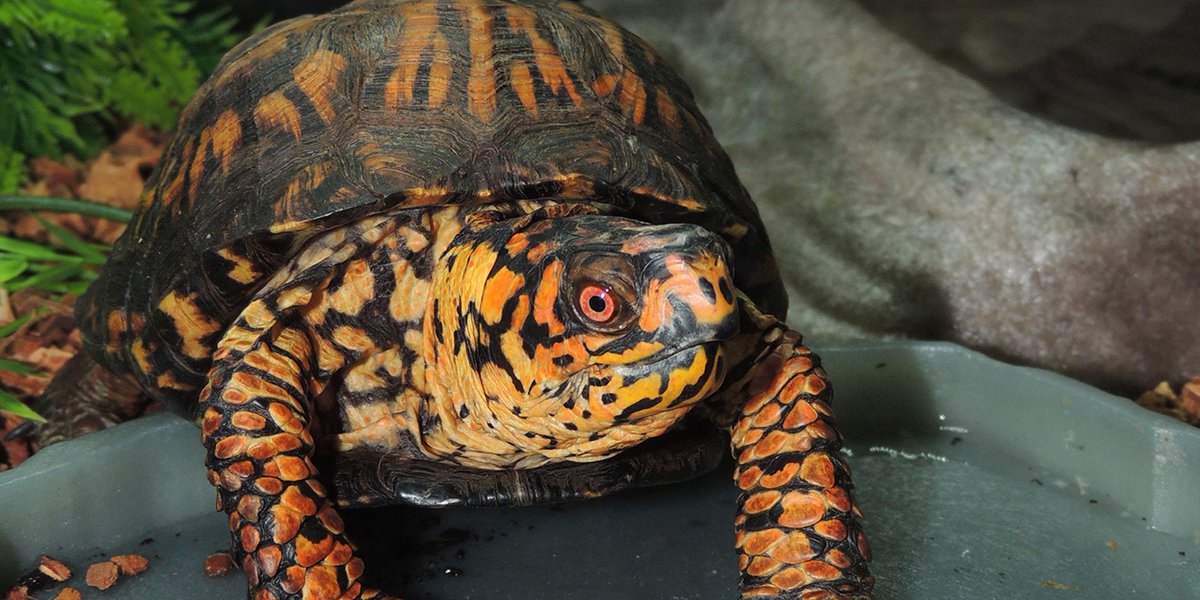 A box turtle smiling for the camera.