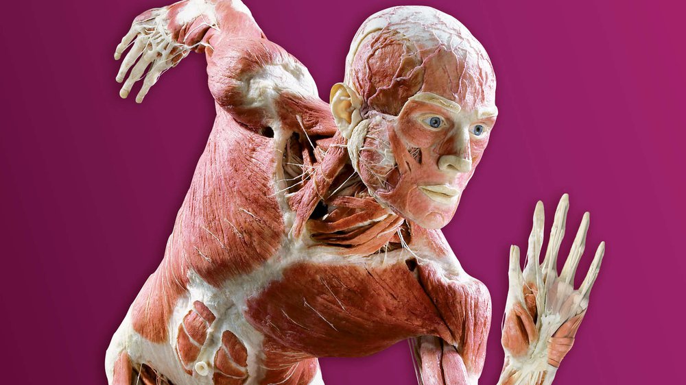 Anatomical image of a human running for the exhibition BODY WORLDS The Anatomy of Happiness