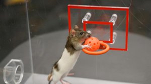 What Do Women Scientists, Conditioning Techniques, and Rats Have in Common?
