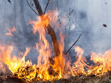 2019.08.28 Amazon fire.jpg