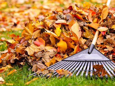 2019.11.07 fall leaves.jpg