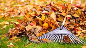 Question Your World: Should We Rake Leaves?