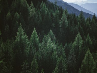 2019.12.23_Tree2.jpg