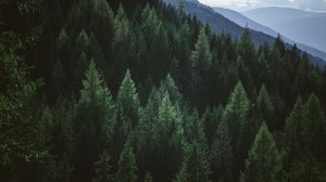 Question Your World: Can Wood Be Stronger?