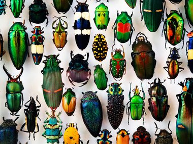 2020.03.31_Insects_Getty.jpeg
