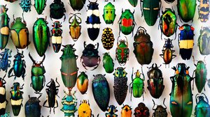 Question Your World: Can Cockroaches Feed the World?