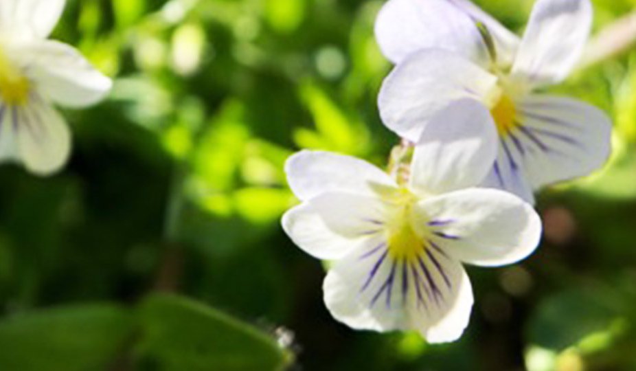 Pollination Syndromes The Evolutionary Relationship Between Your Garden And Its Inhabitants Blog Science Museum Of Virginia