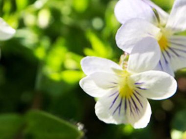2020.04.17-field-pansy.jpg