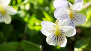 Pollination Syndromes: The Evolutionary Relationship between Your Garden and Its Inhabitants