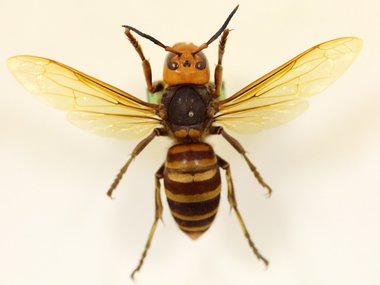 2020.05.06 murder hornet.jpg