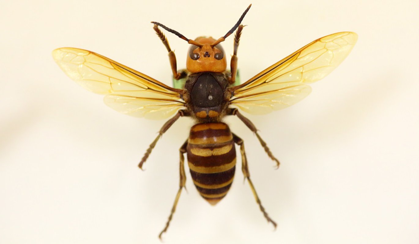 Murder Hornets Really Blog Science Museum Of Virginia