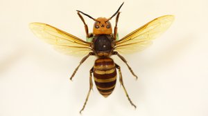 Question Your World: Murder Hornets?!? Really?!?