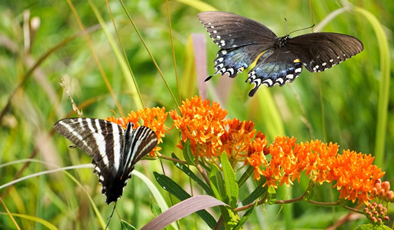 All the Buzz about Pollinator Week | Blog | Science Museum of Virginia