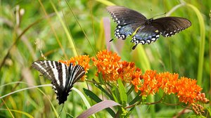 All the Buzz about Pollinator Week