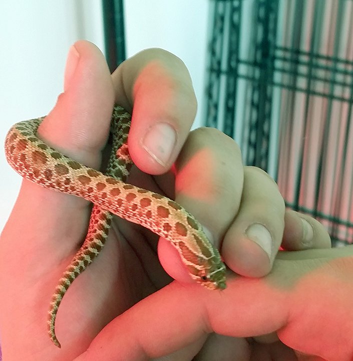 Baby hognose snake plays dead so well, baby