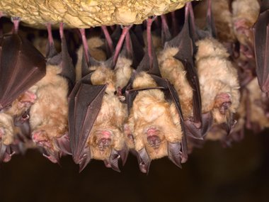 2020.07.10_bats.jpg