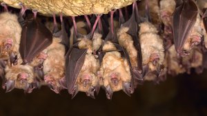 Question Your World: Why Are Animals Practicing Social Distancing?