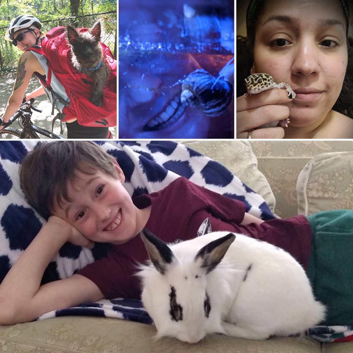 How Do Pets Affect Us during a Pandemic? Blog Science Museum of