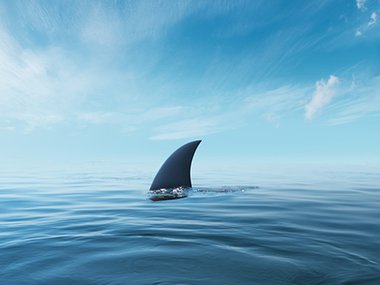 2020.10.26_shark.jpg