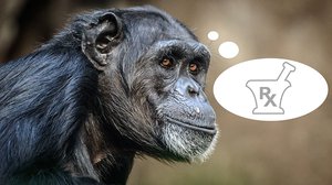 Question Your World: Do Animals Regularly Need Medicine Like Humans Do?