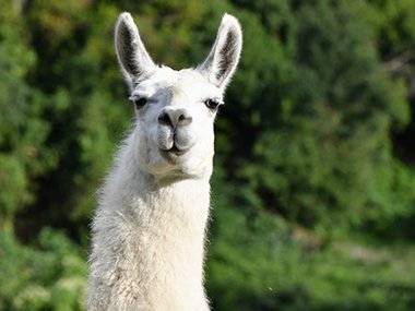 2021.01.07_llama_Getty.jpg