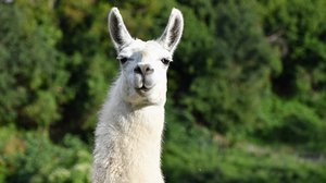 Question Your World: Can Llamas Help Combat the Coronavirus?
