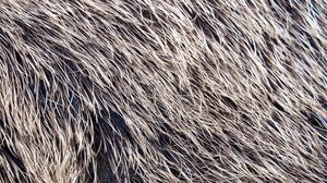 Question Your World: What Animal Literally Has Killer Hair?