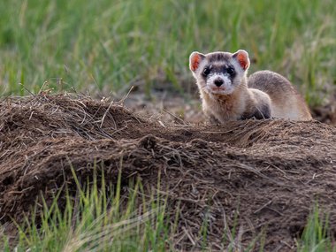 2021.03.04_Ferret_Getty.jpg