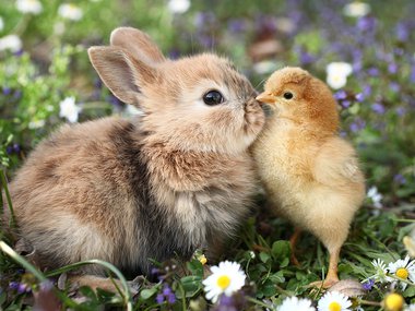 2021.03.10_AnimalCuteness_Getty.jpg