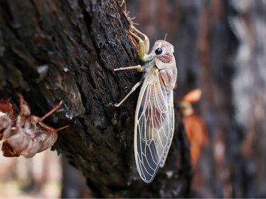 2021.04.08_cicada_Getty.jpeg