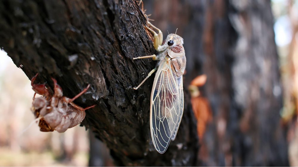 Billions of cicadas will buzz this spring as two broods emerge at the same  time