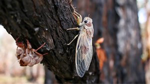 Question Your World: What’s the Buzz about Cicadas This Spring?