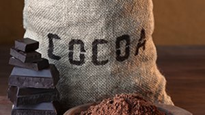 Question Your World: How Does Climate Change Impact Chocolate?