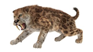 Question Your World: Why Have Ancient Rats and Cats Been in the Science News Lately?