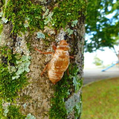 17 Cicada Facts to Celebrate 17 Years! | Blog | Science Museum of Virginia