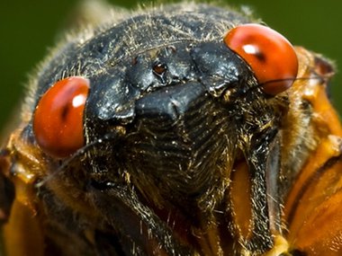 Close up image of a cicada's face