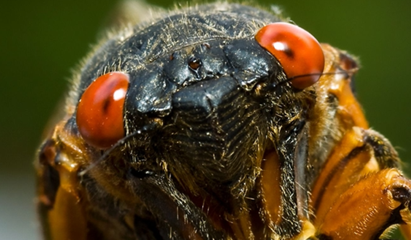 17 Cicada Facts to Celebrate 17 Years! | Blog | Science Museum of Virginia