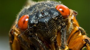 17 Cicada Facts to Celebrate 17 Years!