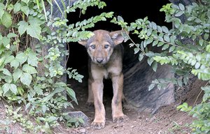 Question Your World: How Are Scientists Helping the American Red Wolf Population?