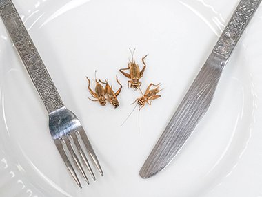 4 crickets on a white plate between a fork and a knife