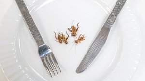 Food Tech: The Science of Eating Bugs