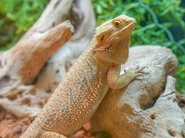 Lucy, a tan colored bearded dragon, standing on a branch.