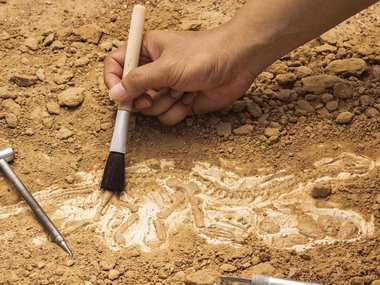 Image of a person brushing dirt off of a fossil in the ground