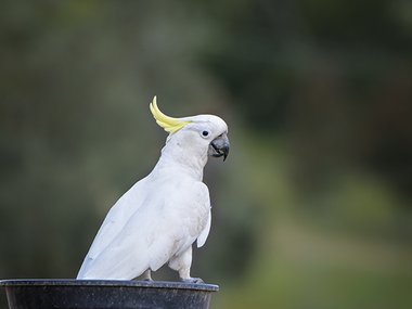 Image of a cockatoo looking back at the camera