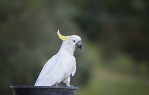 Question Your World: Did These Birds Just Learn a New Trick?