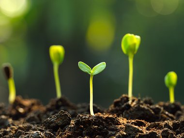 Five green plant sprouts growing from the soil.