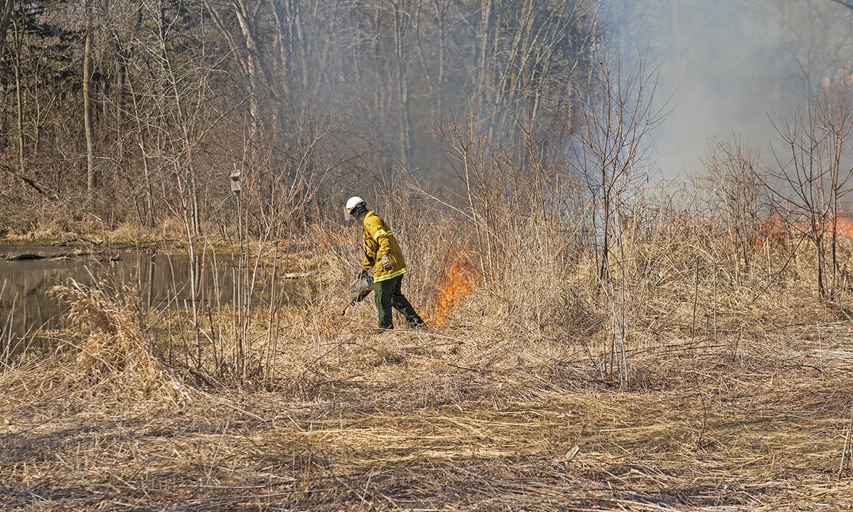 Photo showing fire ecologist in wooded area conducting a prescribed burning by using a flame-setting device on brush.