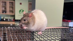 Dr. Flossie Wong-Staal, a Worthy Namesake for Our Talented Critter