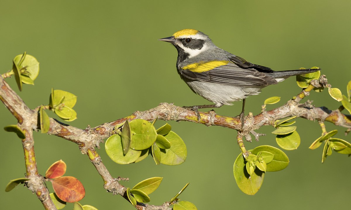 North American Golden-winged Warbler, Vermivora chrysoptera, sitting on a branch.