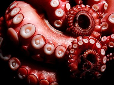 Close-up photo of octopus legs. The suckers are visible, the arms are a pink color and the background is black. The head is not in the photo.